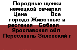 Породные щенки немецкой овчарки › Цена ­ 24 000 - Все города Животные и растения » Собаки   . Ярославская обл.,Переславль-Залесский г.